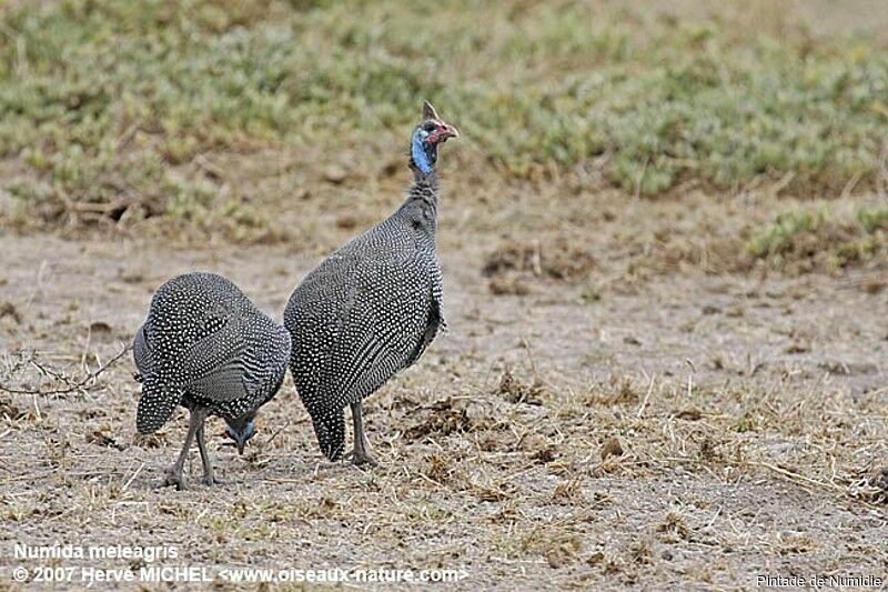 Helmeted Guineafowladult