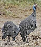 Helmeted Guineafowl