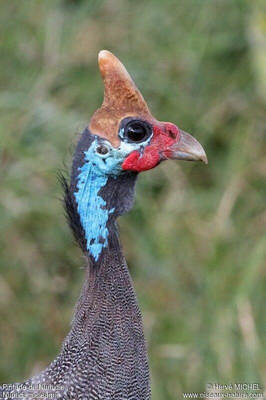 Helmeted Guineafowladult, close-up portrait