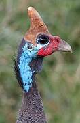 Helmeted Guineafowl