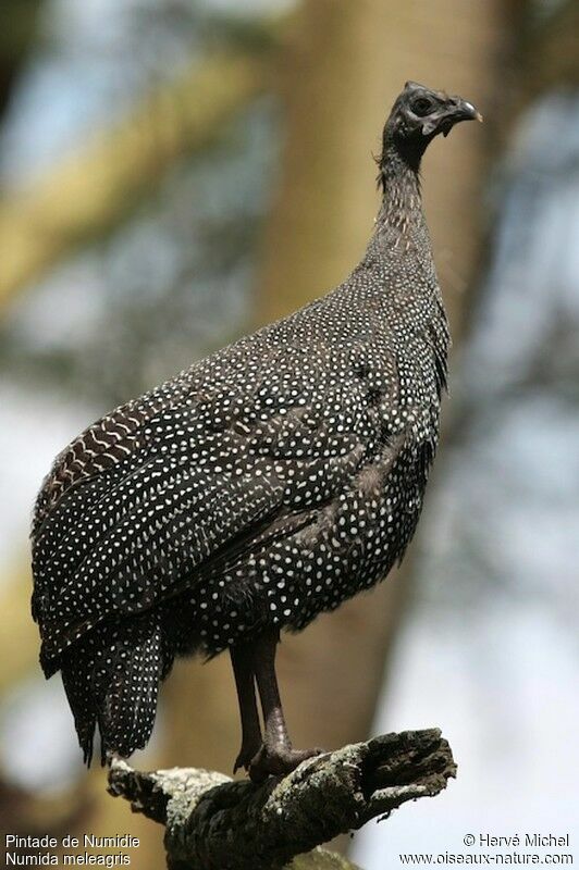 Helmeted Guineafowlimmature