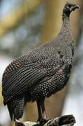 Helmeted Guineafowl