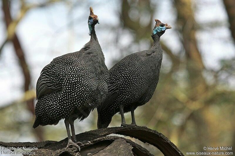 Helmeted Guineafowl 