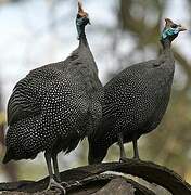 Helmeted Guineafowl