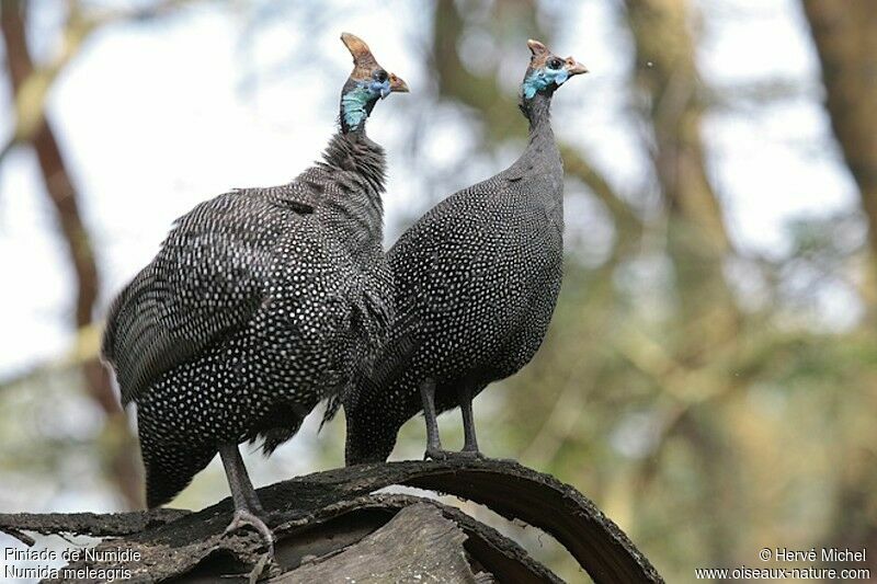 Helmeted Guineafowl 