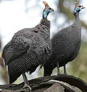 Helmeted Guineafowl