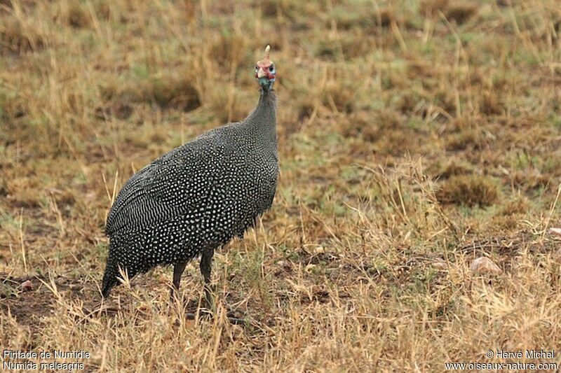 Helmeted Guineafowladult