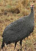 Helmeted Guineafowl