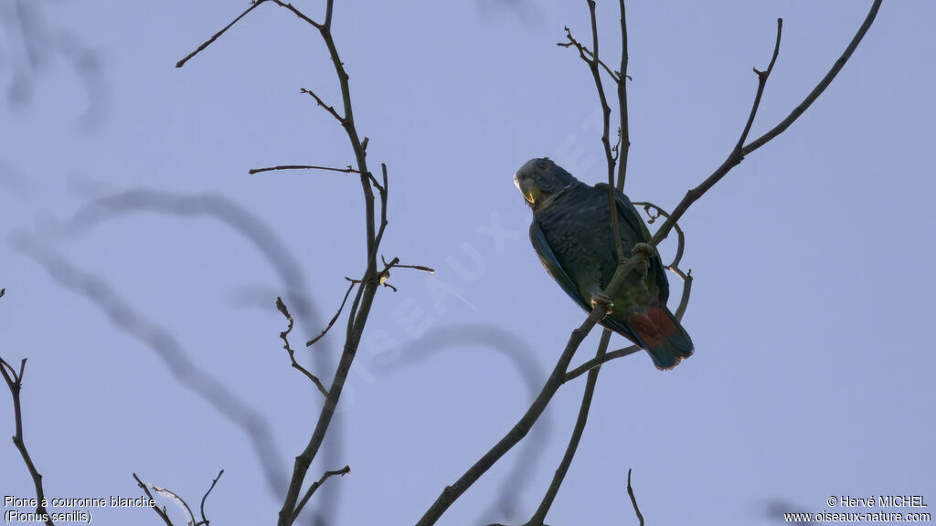 White-crowned Parrot