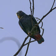 White-crowned Parrot