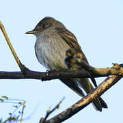 Western Wood Pewee