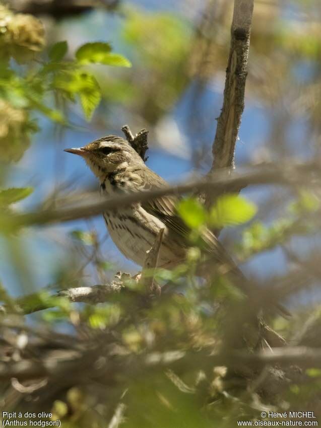 Olive-backed Pipitadult breeding