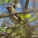 Pipit à dos olive