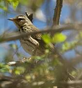 Olive-backed Pipit