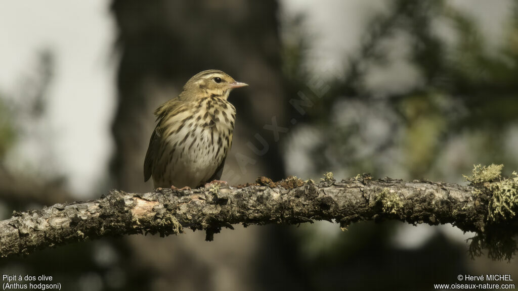 Pipit à dos olive