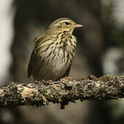 Olive-backed Pipit