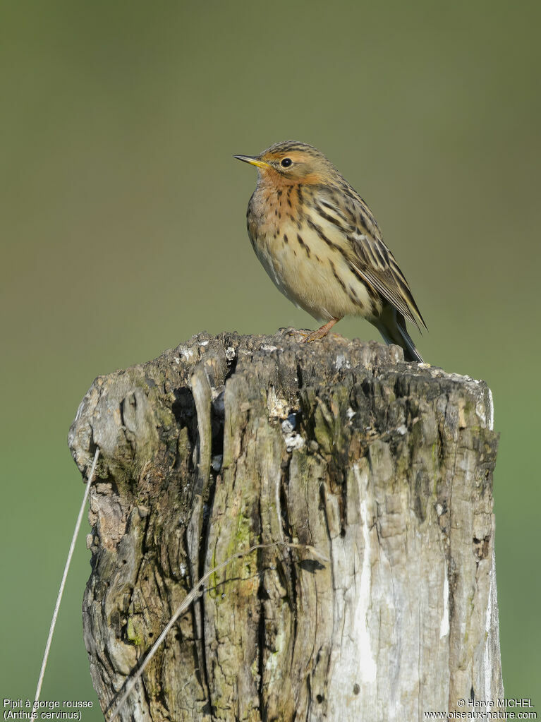 Pipit à gorge rousse mâle adulte nuptial