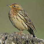 Pipit à gorge rousse