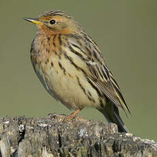 Pipit à gorge rousse