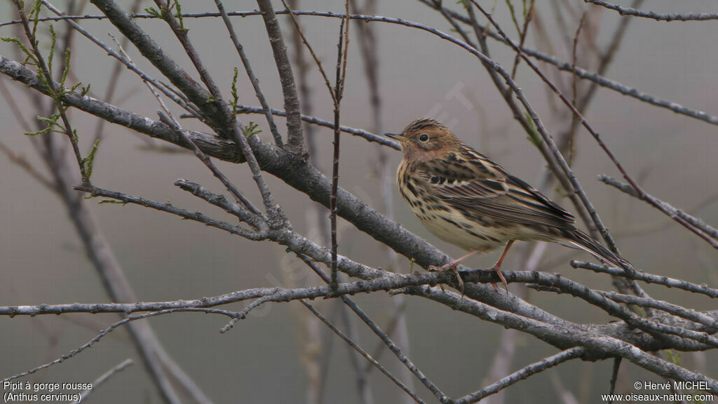 Pipit à gorge rousseadulte nuptial, identification