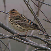 Red-throated Pipit