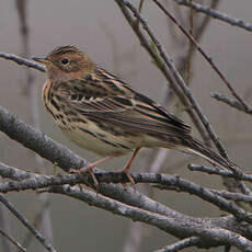 Pipit à gorge rousse