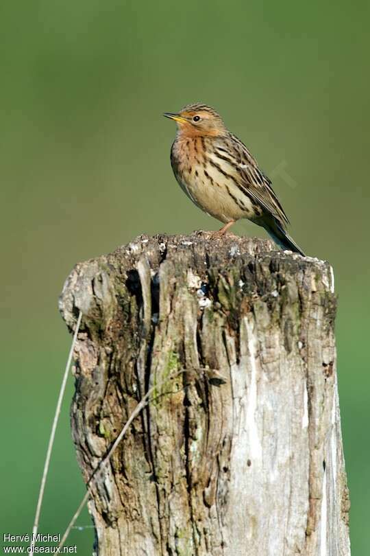 Pipit à gorge rousse mâle adulte nuptial, composition, pigmentation