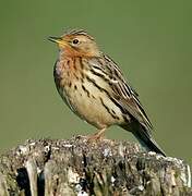 Pipit à gorge rousse