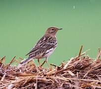 Pipit à gorge rousse