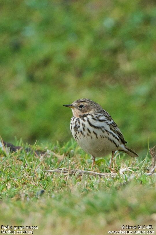 Red-throated Pipit