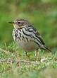 Pipit à gorge rousse