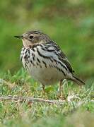 Red-throated Pipit