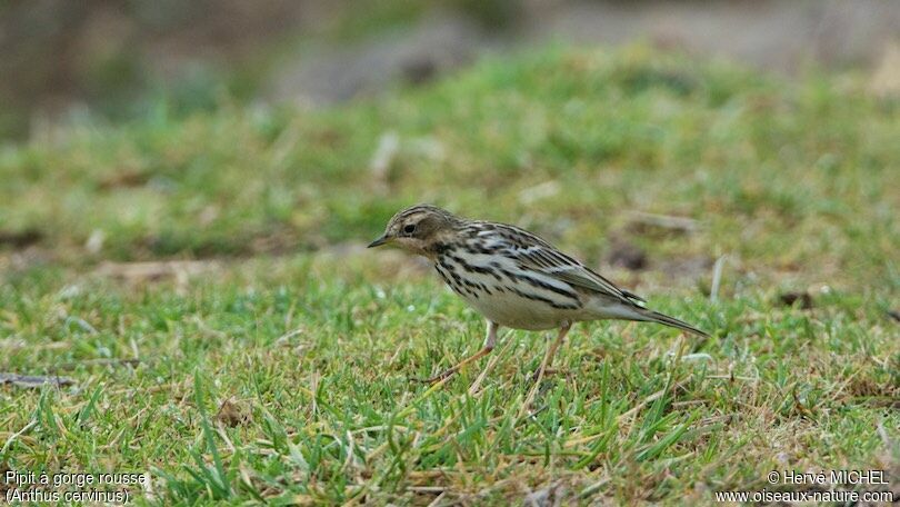 Pipit à gorge rousse