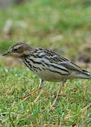 Red-throated Pipit