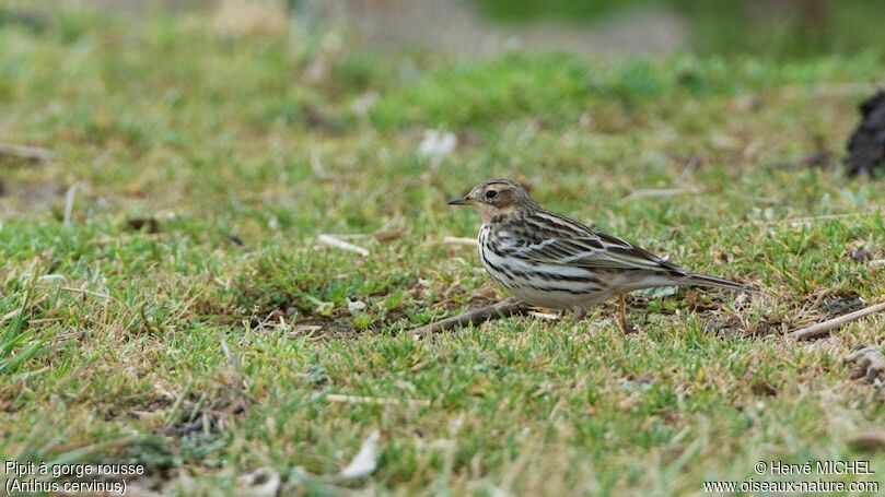 Pipit à gorge rousse