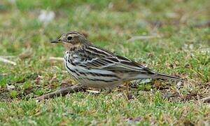 Pipit à gorge rousse