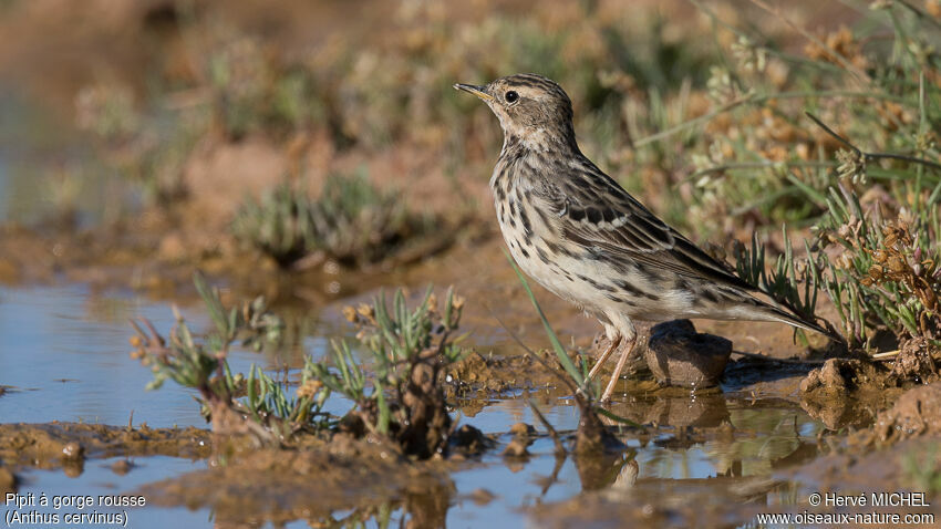 Pipit à gorge rousse