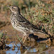 Pipit à gorge rousse