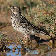 Red-throated Pipit