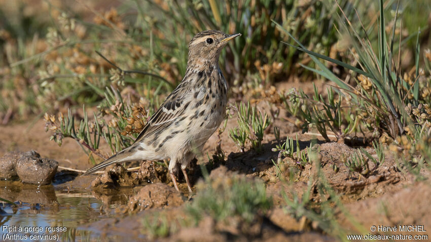 Pipit à gorge rousse