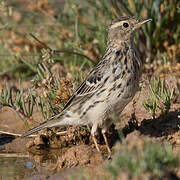 Pipit à gorge rousse