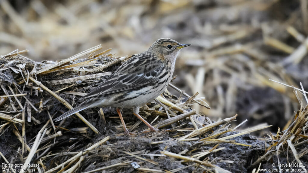 Pipit à gorge rousse