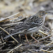 Red-throated Pipit