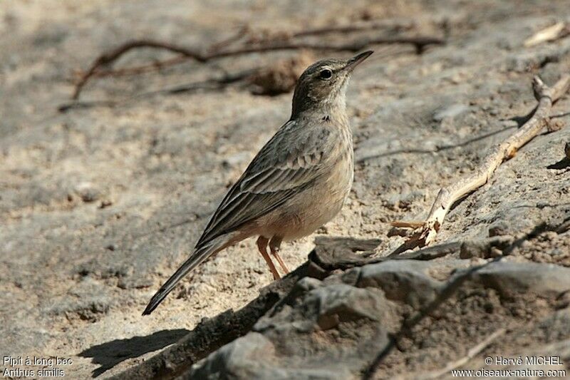 Long-billed Pipit, identification