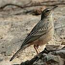 Pipit à long bec