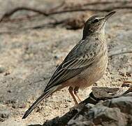 Long-billed Pipit