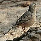 Pipit à long bec