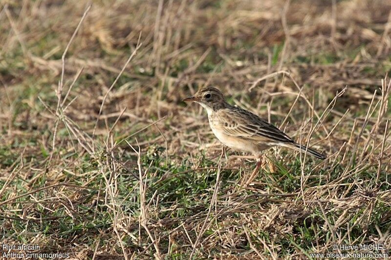 Pipit africain, identification