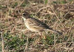 African Pipit