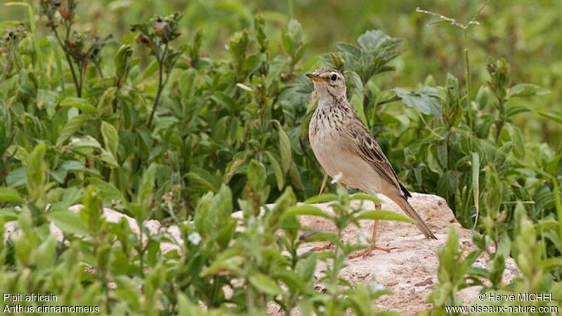 Pipit africainadulte nuptial
